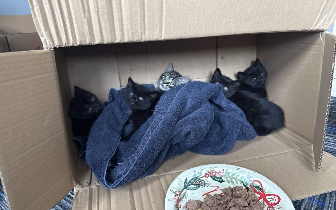 Kitten Rescue Crew to the Rescue!
